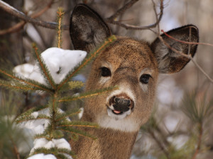 deer buck tongue